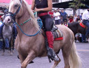 horses 049 800