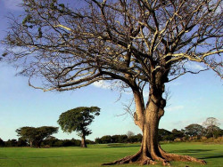 15 trees from a golf course in costa rica 800