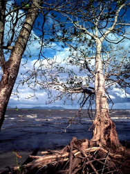 3 shoreline of the pacific ocean in costa rica 800