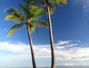 31. coconut trees at puerto jimenez  costa rica 800