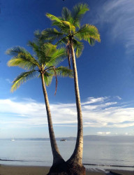 31. coconut trees at puerto jimenez  costa rica 800