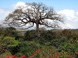 4 costa ricas largest tree photographed near lake arenal 800