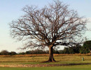 8 large tree on a golf course in guanacaste in the north of costa rica 800