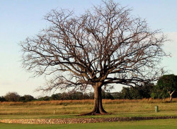 8 large tree on a golf course in guanacaste in the north of costa rica 800