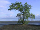 9 lone tree washed by the golfo dulce in southern costa rica near panama 800