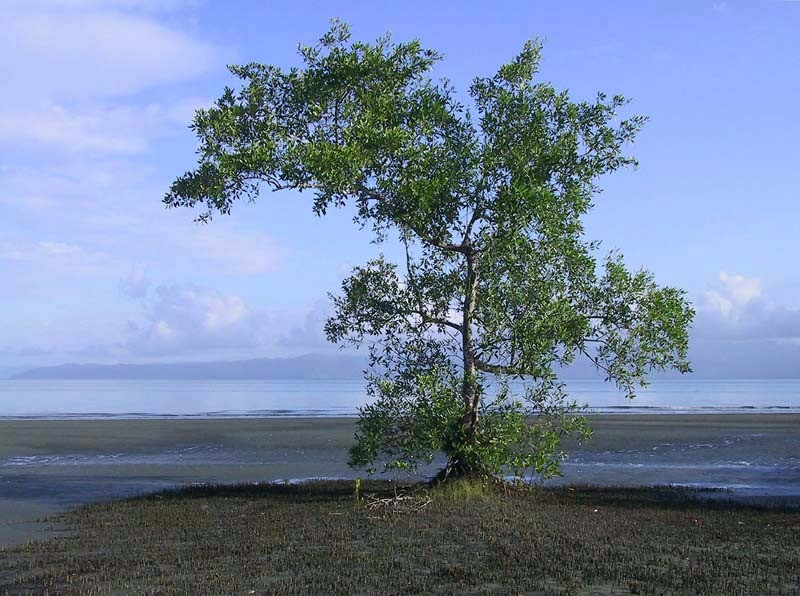 9 lone tree washed by the golfo dulce in southern costa rica near panama 800