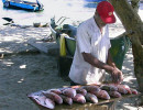 selling his catch in puerto viejo  costa rica 800