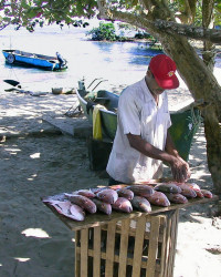 selling his catch in puerto viejo  costa rica 800