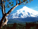 1 a tree outlining volcano villarica in chile 800