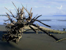 10 driftwood on the pacific shores of honduras near choluteca 8008