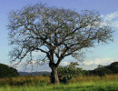 17 large tree on leyte island of the philippines  2  800