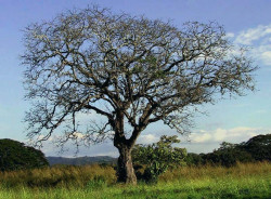 17 large tree on leyte island of the philippines  2  800