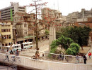 20 skinny tree growing in the center of shanghai  china 800