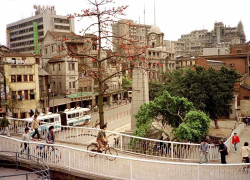 20 skinny tree growing in the center of shanghai  china 800