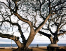 23 large trees along the sultan sea on leyte island in the philippines 800