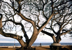 23 large trees along the sultan sea on leyte island in the philippines 800