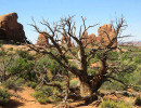 35. desert tree in utah 3 800