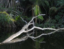 40. fallen tree reflection 800