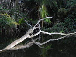 40. fallen tree reflection 800