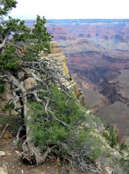 42. grand canyon 800