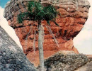 5 palm tree in vila velha state park in the parana state of brazil 800