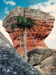 5 palm tree in vila velha state park in the parana state of brazil 800