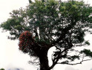 6 tree at milford sound on new zealands south island 800