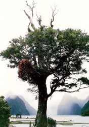 6 tree at milford sound on new zealands south island 800