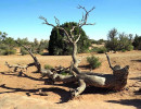 61. utah snake tree 800