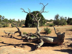 61. utah snake tree 800