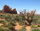 62. desert tree in arches np 800