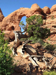 68. arches np 800