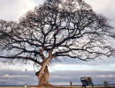 7 majestic tree by the sultan sea on cebu island in the philippines 800