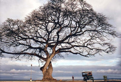 7 majestic tree by the sultan sea on cebu island in the philippines 800