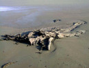 74. driftwood being swallowed up by the sea 800