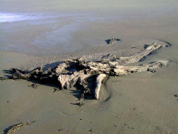 74. driftwood being swallowed up by the sea 800