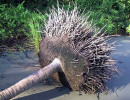 75. fallen coconut tree s root system