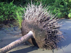 75. fallen coconut tree s root system