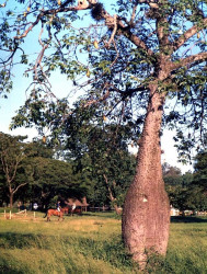 76. pregnant tree of the philippines 800