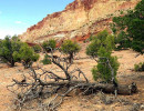 83.  utah desert tree 800