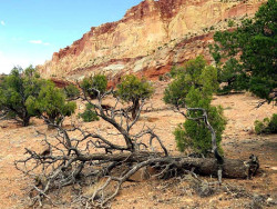 83.  utah desert tree 800