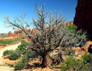 89.  utah desert tree 800