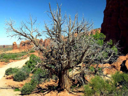 89.  utah desert tree 800