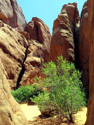 90.  utah desert tree 800