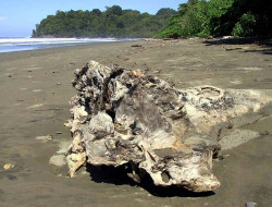 93. fallen tree in osa 800