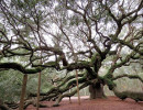 angel s oak tree 10