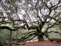 angel s oak tree 10