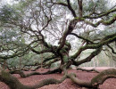 angel s oak tree 11