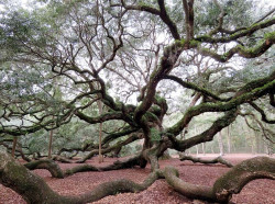 angel s oak tree 11