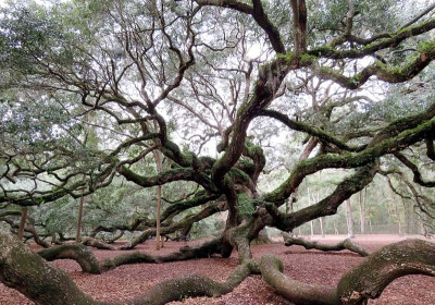 Angel Oak